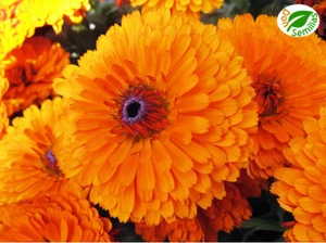 Calendula Naranja Gigante (Calendula officinalis) 300 semillas seeds - Caléndula - Imagen 1 de 2