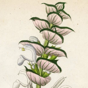1834 REICHENBACH FLORA handkolorierter Kupferstich, SALVIA SCLAREA (Müllsalbei) - Bild 1 von 6