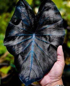 BV 1887XD Colocasia black Coral blue Big Plants Seeds Samen Stück 3 - Bild 1 von 1
