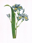 Fringed Iris Flower Vintage Floral Plant Picture Old Print 1979 CFL#99