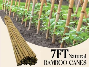7FT LARGE BAMBOO CANES STRONG THICK GARDEN PLANT SUPPORTS HEAVY DUTY STAKES POLE - Picture 1 of 14