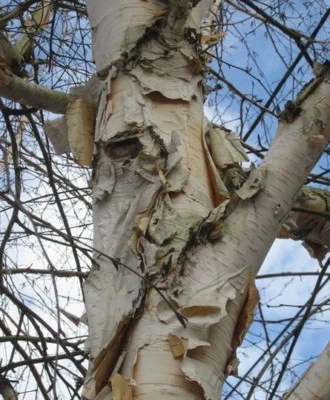 ♫ BOULEAU de CHINE -Betula albosinensis ♫ Graines ♫ Arbre Ornemental ou Bonsaï ♫ - Photo 1/4