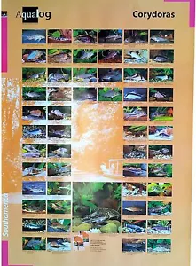 AQUALOG: Poster Corydoras LAMINATED - Picture 1 of 1