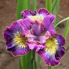 Siberian Iris - How Audacious - Cottage garden perennial - 1 x bareroot