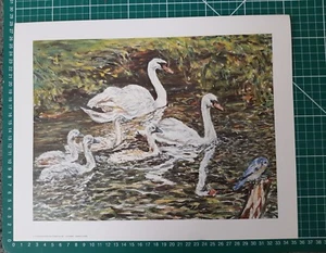 "Swans" lithographic print by British Artist. Contemporary, Impressionism - Picture 1 of 1