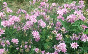 Coronilla Varia Crown Vetch Vine, Hardy Garden Ground Cover 20 Seeds - Picture 1 of 4