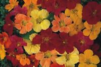 K 1,000 seeds Fairy Flower Seeds Mimulus Tigrinus Mixed Approx