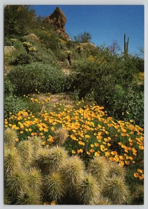 Postcard Desert Springtime Splendor Golden California Poppy Blue Arizona - Picture 1 of 2