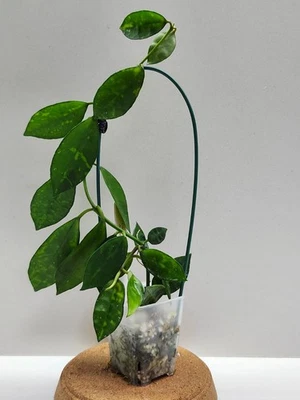 Hhoya Lacunosa Amarillo (rare) - new growth🌸 - Image 1 of 4