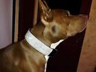 Large Rhinestone Dog Collar Fits 17-26" necks