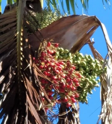 Una palmera datilera roja Medjool de 3 años 16" con raíces. Phoenix Dac de suelo volcánico Foto 1 de 4