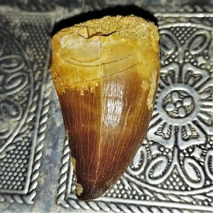 großer versteinerter Mosasaurus Zahn Mosasaurier Dinosaurier Nr.33 Tooth Fossil - Bild 1 von 2