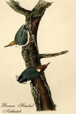 Brown Headed Nuthatch by John James Audubon - Art Print