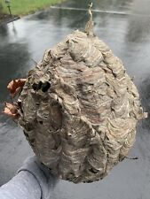 Large Real Hornet Nest Hive Paper Wasp Bee Decor Science Home School Taxidermy