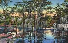 Giant Cypress Trees, Monarchs of Florida's Forests, Vintage Postcard