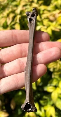 HUGE Florida Fossil Bird Bone Avian 4.8” Rare Pleistocene Age - Image 1 of 4