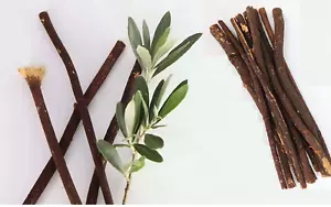 Zaitoon/olive Herbal Miswak Natural Toothbrush Eco Friendly Chewing 3 Sticks - Picture 1 of 6