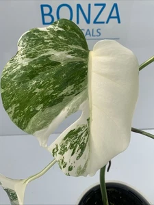 Monstera deliciosa var Borsigiana Variegated Albo ESTABLISHED PLANT Rare Indoor - Picture 1 of 12