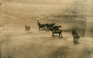 Antique (c.1905) Wild Western Real Life Cowboy Herding Wild Horses RPPC - Picture 1 of 2