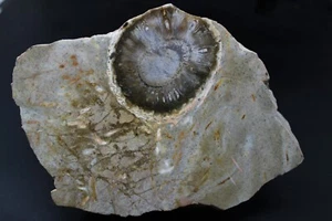 Cono de pino petrificado mitad en matriz (fluorescente)- Patagonia, Argentina - Imagen 1 de 2