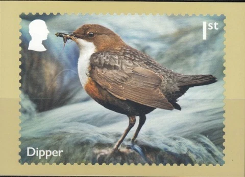 GREAT BRITAIN River Wildlife-Dipper PHQ Card Cover