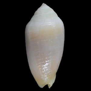 MITRA (Imbricariopsis) PUNCTATA (Mactan Isl., Philippines) 11.8mm #40383 - Picture 1 of 3