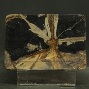 123GR BEAUTIFULL Polished PETRIFIED WOOD Fossil Slice - Picture 1 of 8