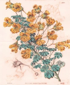Tropaeolum Polyphyllum Chile Botany Flower Botany Engraving Curtis 4042 - Picture 1 of 1