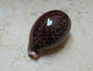 F Cypraea pantherina 86mm F++++F+++ super natural glossy red sea shell colour - Picture 1 of 12