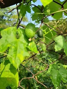 Gurke Mini Gurke Maus Melone - Melothria guadalupensis - 10+ Samen Cu 018 - Bild 1 von 1