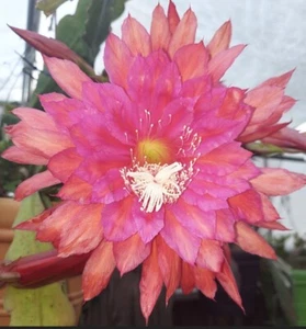 Epiphyllum Very Rare 'SLIGHTLY SASSY' Cutting LG Flower Orchid Cactus Succulent  - Picture 1 of 1