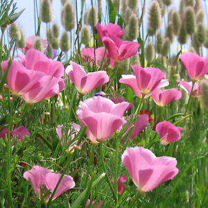 Purple Gleam California Mak Nasiona | Lawenda Różowe Maki Nasiona kwiatów na 2024 rok