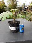 Tetrapanax Papyrifer Exotic Rare Tropical Plant Chinese T-Rex