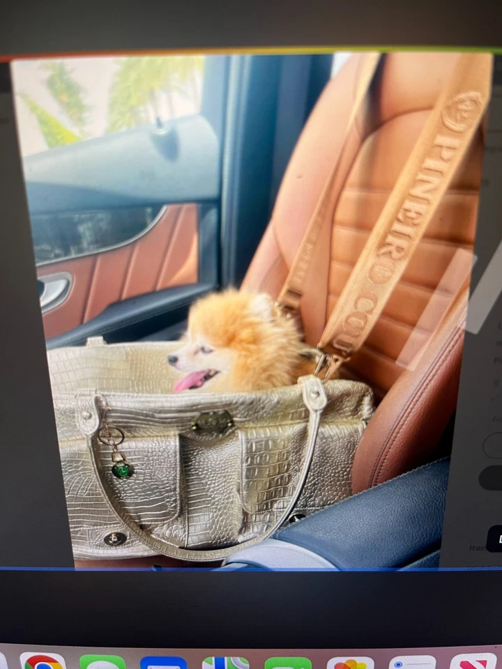 Porta mascotas cocodrilo dorado de lujo con cubierta antipolvo nuevo sin etiquetas Foto 1 de 4