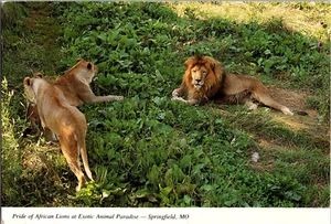 Postcard Pride of African Lions at Exotic Animal Paradise Springfield Missouri - Picture 1 of 2