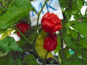 NUMEX SUAVE RED ,Capsicum chinense,10 SEEDS,SEMILLAS ,cosecha propia (49) - Picture 1 of 1