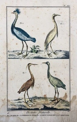 Antike Gravur, Naturgeschichte, Vögel, 19. Jh. - Bild 1 von 4