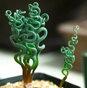 ===SUCCULENT== SS0069 Living Stones Flower Succulent Cactus Rare Succulent seeds - Picture 1 of 1