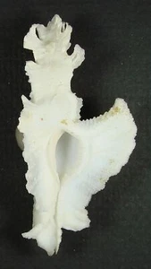 MUREX ELONGATUS 61.97mm SUPER CHOICE SPECIMEN off Punta Engano, Philippines - Picture 1 of 2