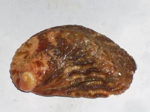 HALIOTIS TUBERCOLATA LAMELLOSA SPECIAL  COLOUR - Picture 1 of 2