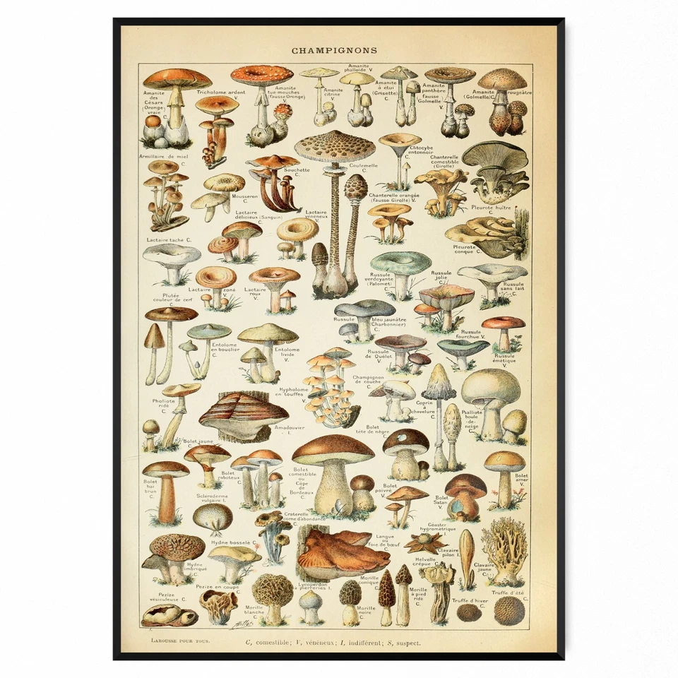 Mushroom Poster Vintage Fungi Print Art Wall Art Home Decor Poster Print A5-A1 - Image 1 of 4