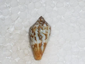 CONUS GUANCHE VERY BIG - Picture 1 of 2