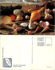 Postal Natures Treasures From The Sea Seashells Florida sin publicar de colección - Imagen 1 de 1