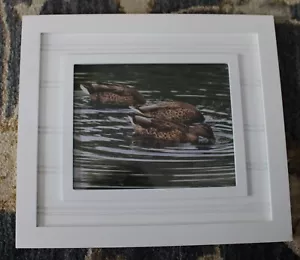 Digital Signed Color Framed Photograph MALLARD HENS FEEDING by Martin-NEW! - Picture 1 of 2