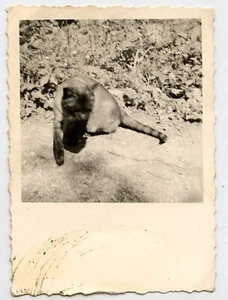 Portrait chat dans le jardin - Photo ancienne - an. 1950 - Picture 1 of 1