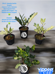 3 Pots Zamioculcas Zamiifolia Variegated + Free Philo  Burlemarx Variegated❤️‍🔥