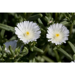 Mittagsblume Wheels of Wonder® 'White Wonder' - Delosperma 'White Wonder', blanco - Imagen 1 de 2