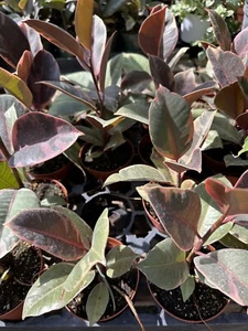 Ficus elastica Ruby Rubber Plant 4"+ Tall Easy to Grow in Bright Indirect Light - Picture 1 of 2