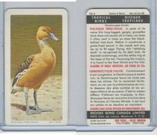 F450-5 Brooke Bond, Tropical Birds, 1964, #6 Fulvous Tree Duck