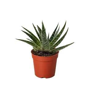 Suculenta Gasteria Zimflora - Imagen 1 de 3